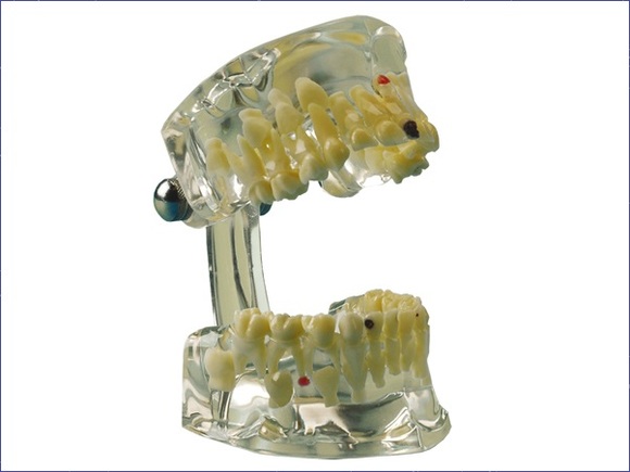 Studiemodel transparant kind